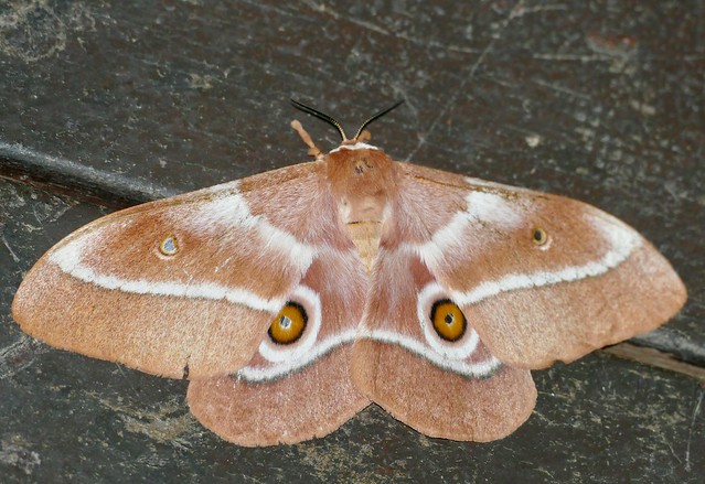 Mopane Moth (Gonimbrasia belina) female ...