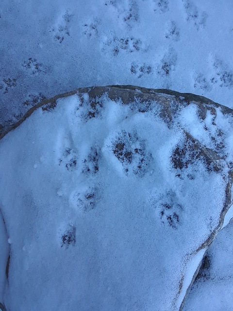 More Footprints