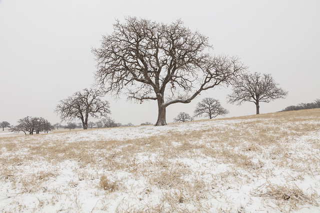 Texas Snowmageddon_27A9754