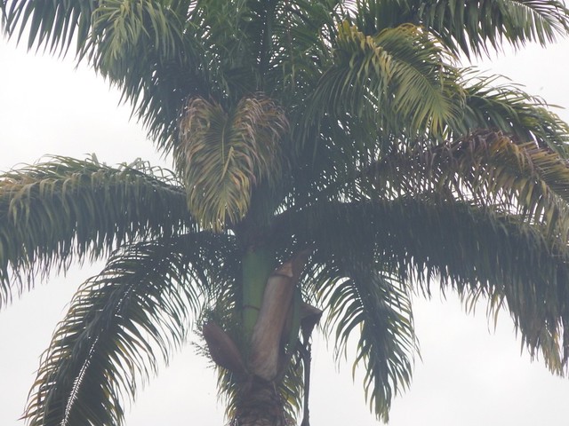 Coco Tree