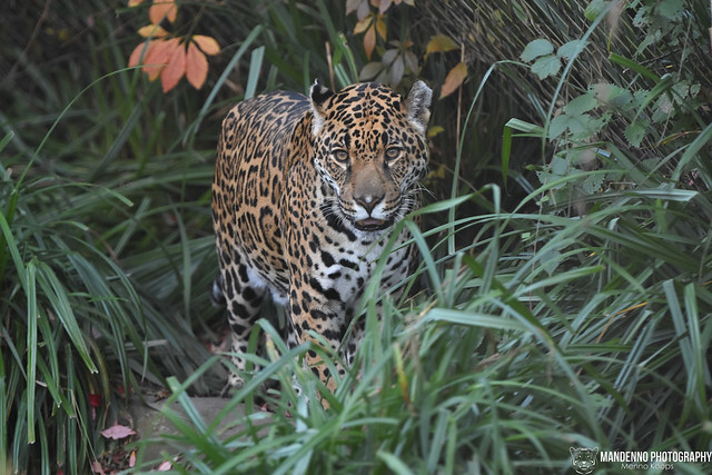 Jaguar - Zoo Krefeld