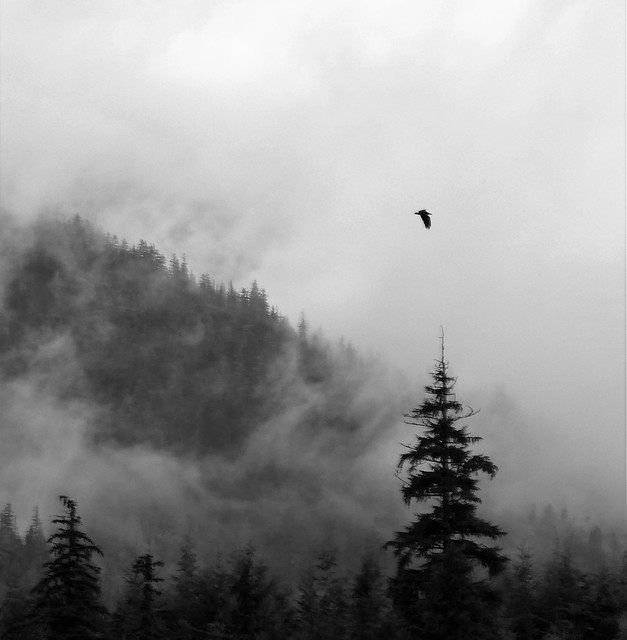 eagle in the mist