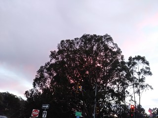 Pink clouds behind tree