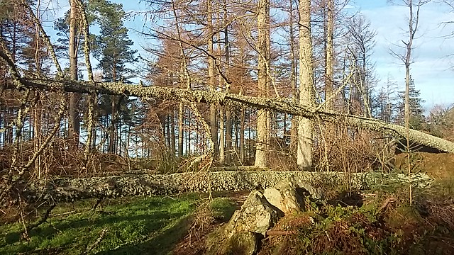 Balbithan Woods, Aberdeenshire, Dec 2021