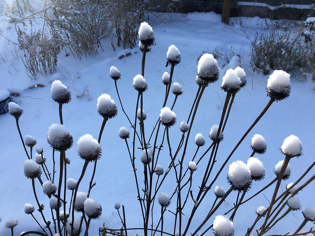 First snow this winter.  Albuquerque, New Mexico, USA.