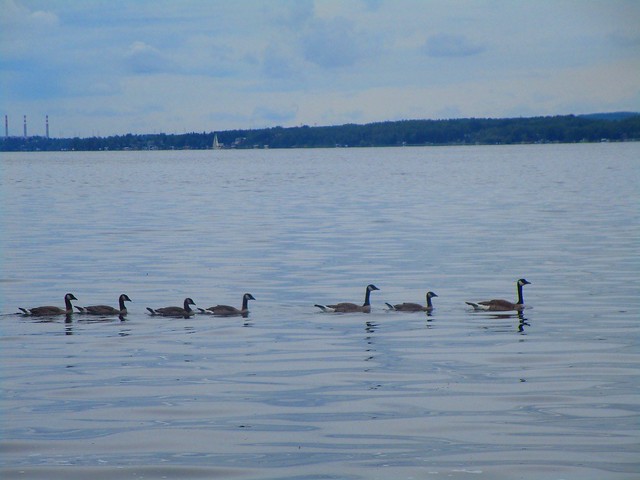 Canada Geese at Wabamun Lake