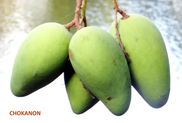 Mango #488: CHOKANON