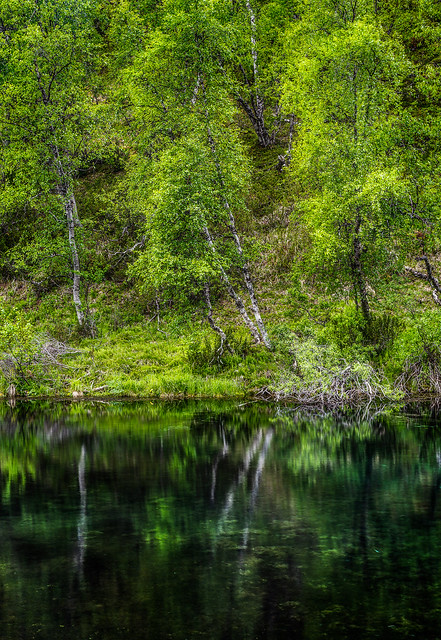 Lapland summer reflection