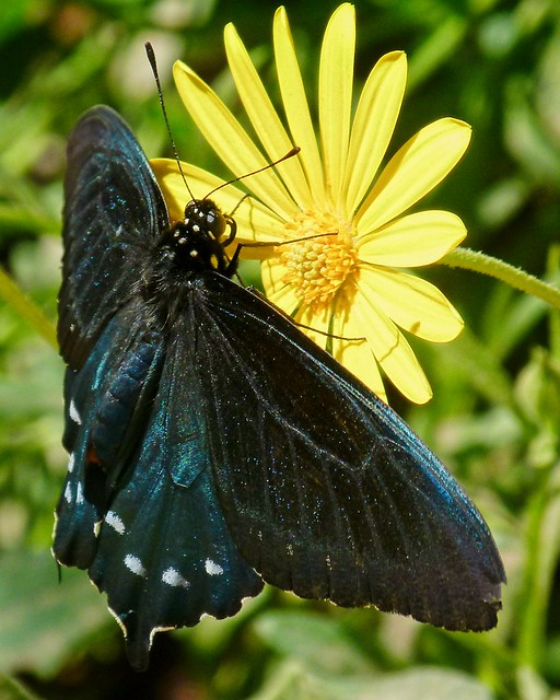 blue swallowtail