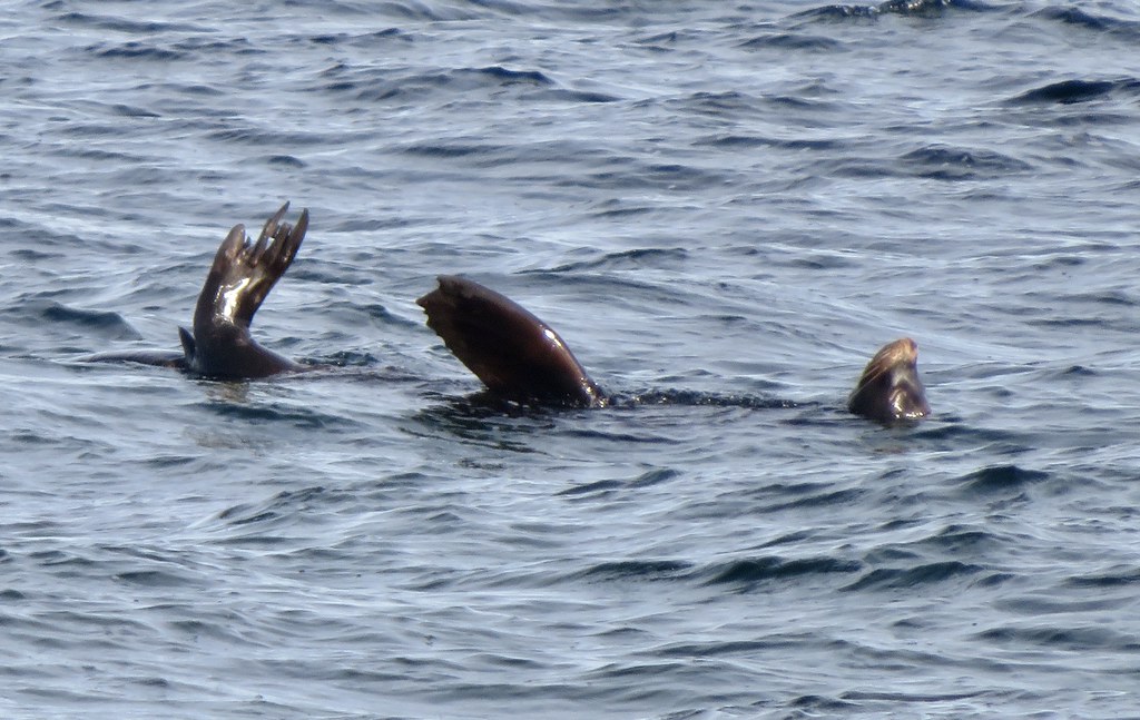 The Sea lions are back.