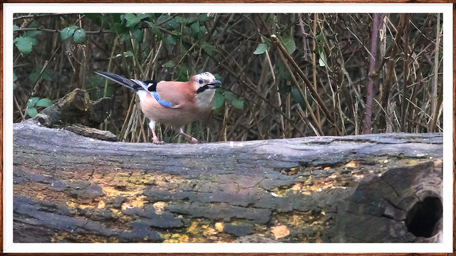 English Jay...RSPB West Sussex