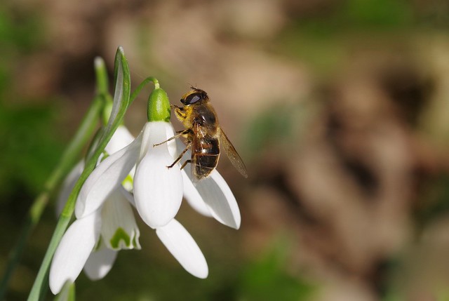 Hoverfly on snowdrops