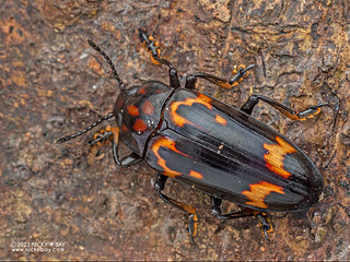 Pleasing fungus beetle (Micrencaustes sp.) - PA031525