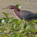 Flickr photo 'Green Heron (Butorides virescens)' by: Mary Keim.