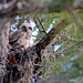 Flickr photo 'Great Horned Owl (Bubo virginianus)' by: Mary Keim.