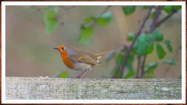 Winter Robin on the Country Gate..