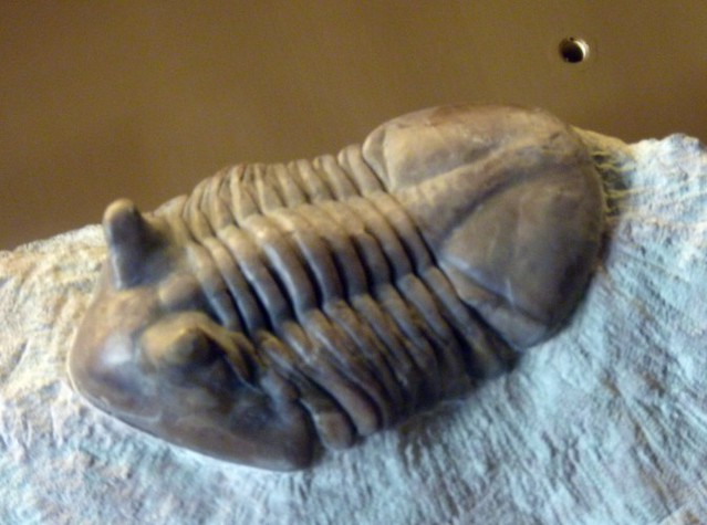 Asaphus punctatus (10-9-21 Naturistorisches Museum Wien, det as Neoasaphus)