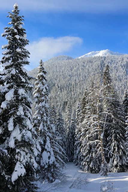 IMG_1640 Snow-Coated Forest, Okanogan-Wenatchee National Forest