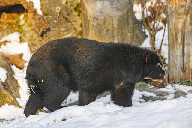 Spectacled bear passing by...