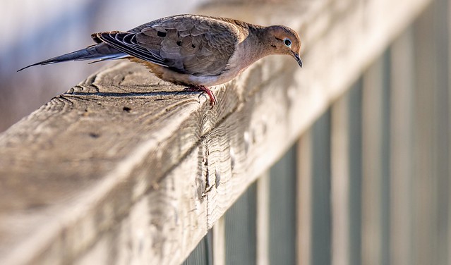 Dove On A Rail