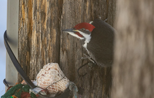 Pileated Woodpecker through the window