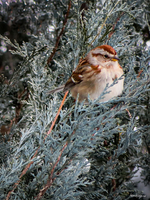 Sparrow in Winter - Moineau en hiver