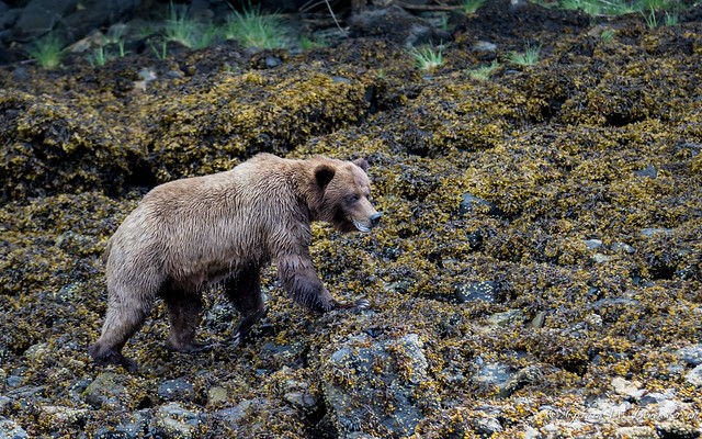 Grizzly Bear - Male in Breeding Season