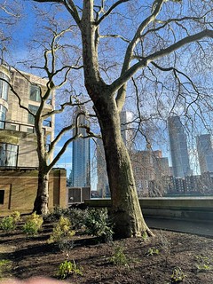 trees and towers Westminster to Putney