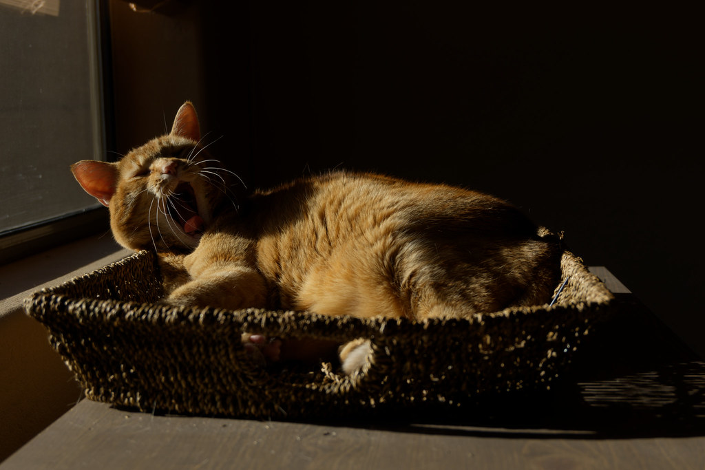Our cat Sam yawns while sleeping in a basket beside a window in Scottsdale, Arizona on January 7, 2022. Original: _ZFC7426.NEF