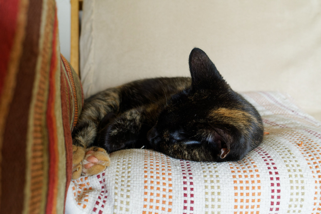 Our cat Trixie sleeps on a throw pillow on the futon in our house in Scottsdale, Arizona on September 26, 2021. Original: _RAC9690.ARW