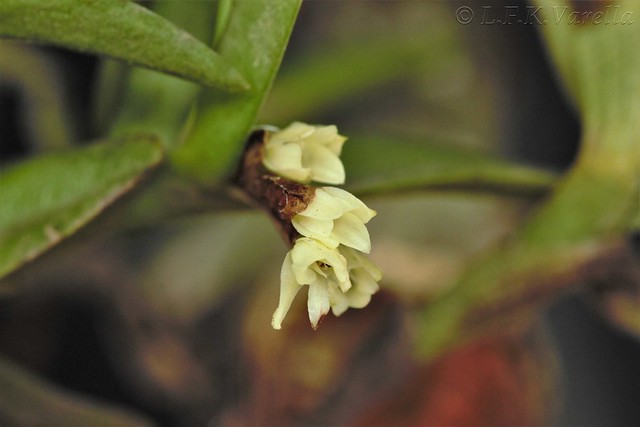 Epidendrum strobiliferum Rchb.f.