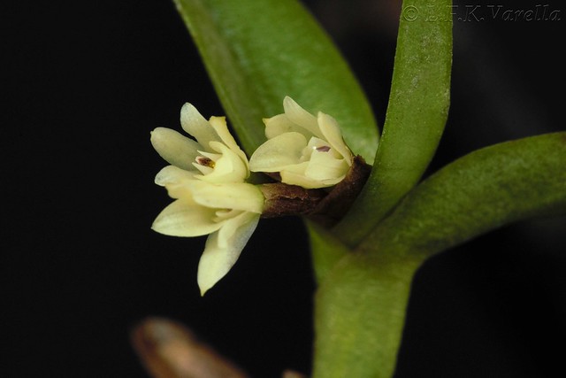 Epidendrum strobiliferum Rchb.f.