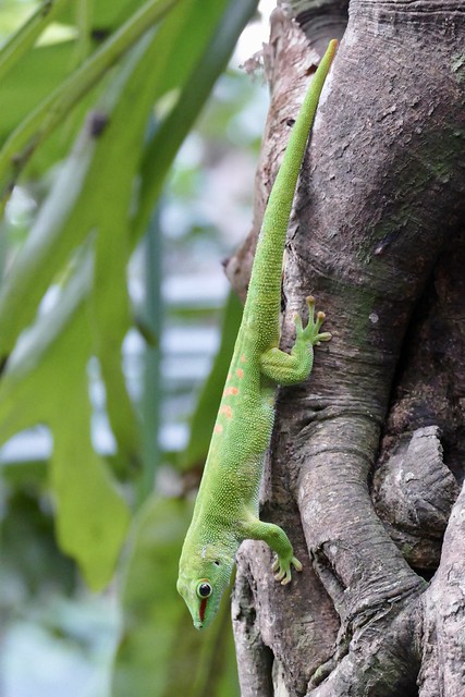 Madagascar day gecko Phelsuma grandis Zoo Zurich Switzerland