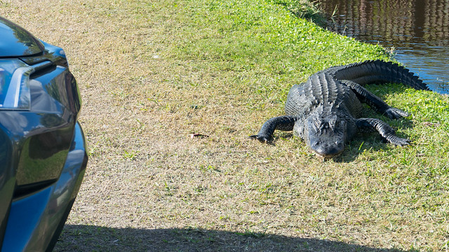 Alligator in parking lot | Big Cypress Bend Boardwalk, Naples, Florida, USA