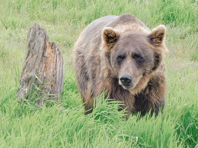 Alaska Peninsula brown bear (peninsular grizzly) | Alaska Wildlife Conservation Center, Portage, Alaska, USA