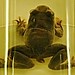 Flickr photo 'Ascaphus truei (15-9-21 Naturhistorisches Museum Wien)' by: Bárbol.