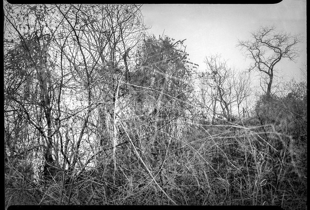 looking up, blowing vines and branches, overcast, windy, bare trees, River Arts District, Asheville, NC, Graflex Crown Graphic 2x3, Schneider-Kreuznach Xenar 105mm f-4.5, Arista.Edu 400, L110 developer, 2.4.22