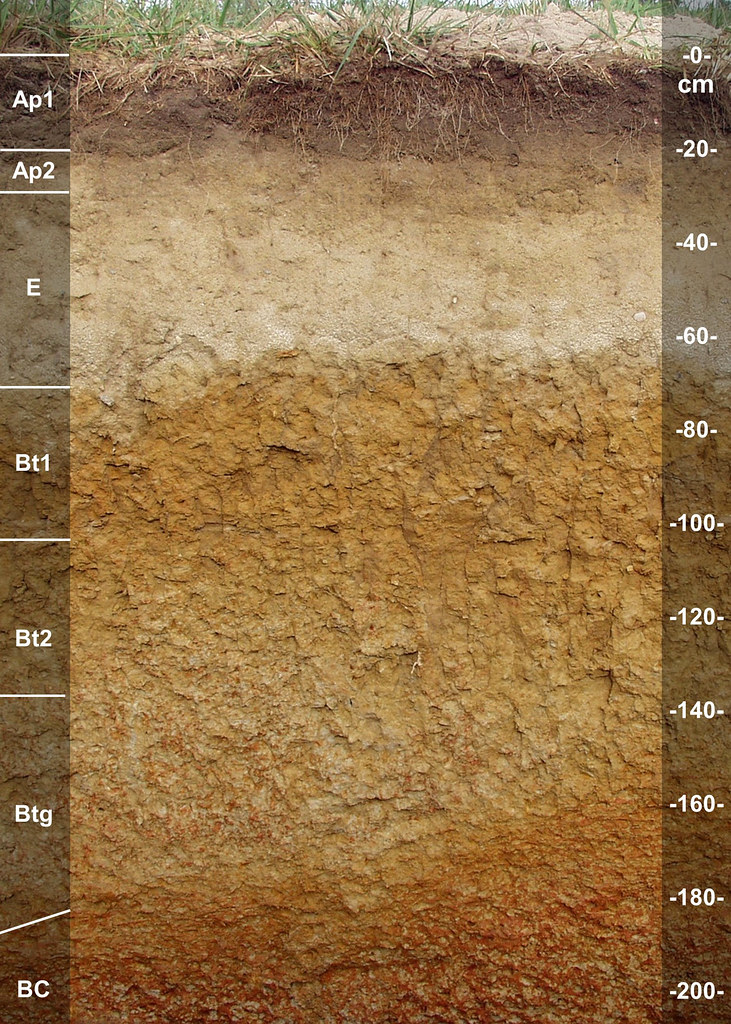 Bonneau soil series