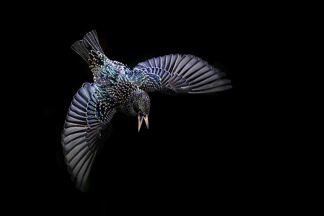 Starling dive