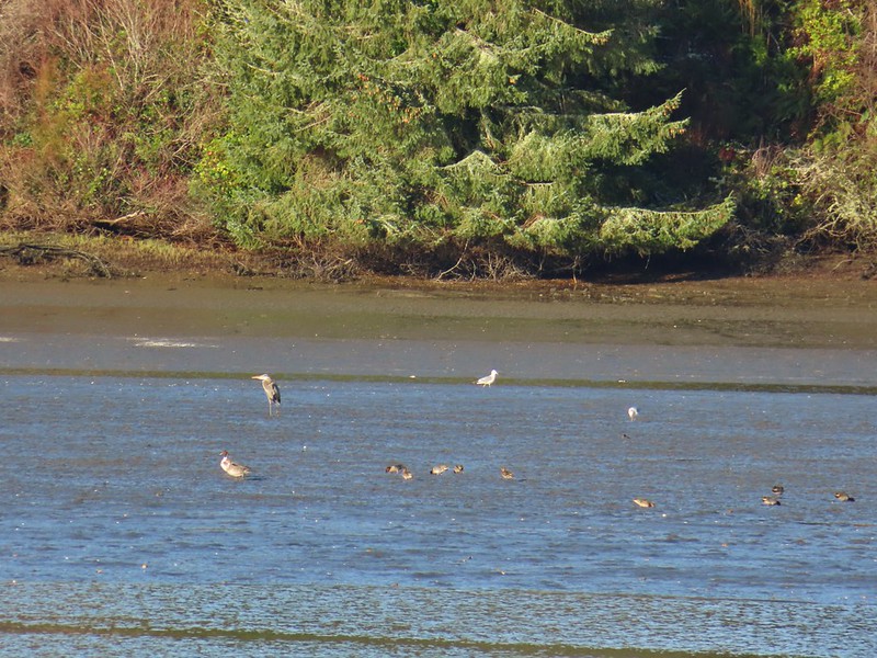 Northern pintail, heron, seagulls and possible some green winged teals
