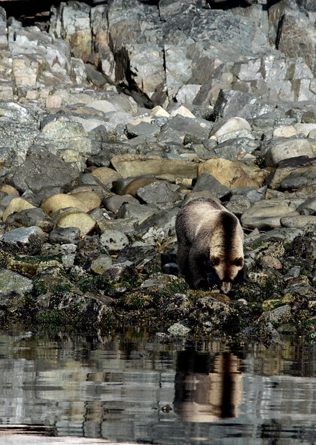 GRIZZLY BEAR FORAGING ON THE SHORES AND IS ROLLING HEAVY ROCKS WITH ONE PAW.  WOW! SHE IS VERY STRONG.   KNIGHT'S INLET.   BC.