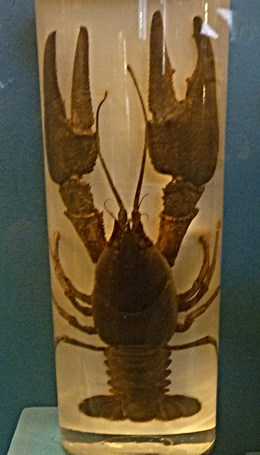 Astacus astacus (10-9-21 Naturhistorisches Museum Wien)