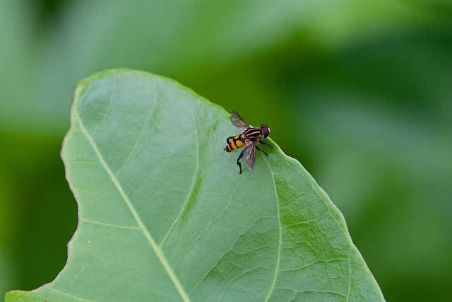 Leaf and fly