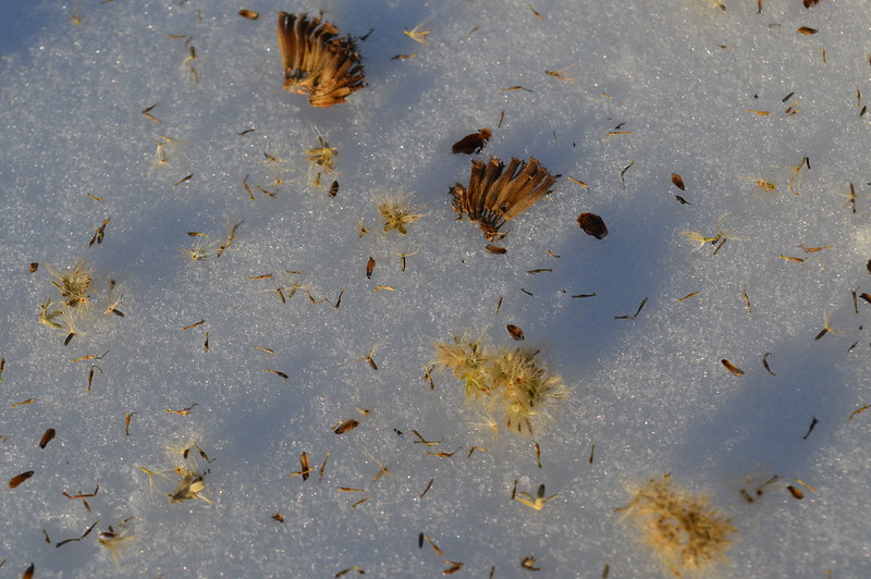 snow-seeding natives for cold-moist stratification