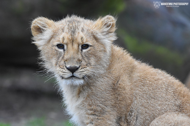 Asiatic Lion Cub - Zoo Planckendeal