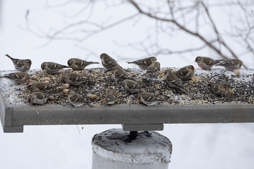 Common Redpoll