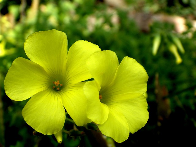 Vinagrella, flor d'avellana (Oxalis pes-caprae)