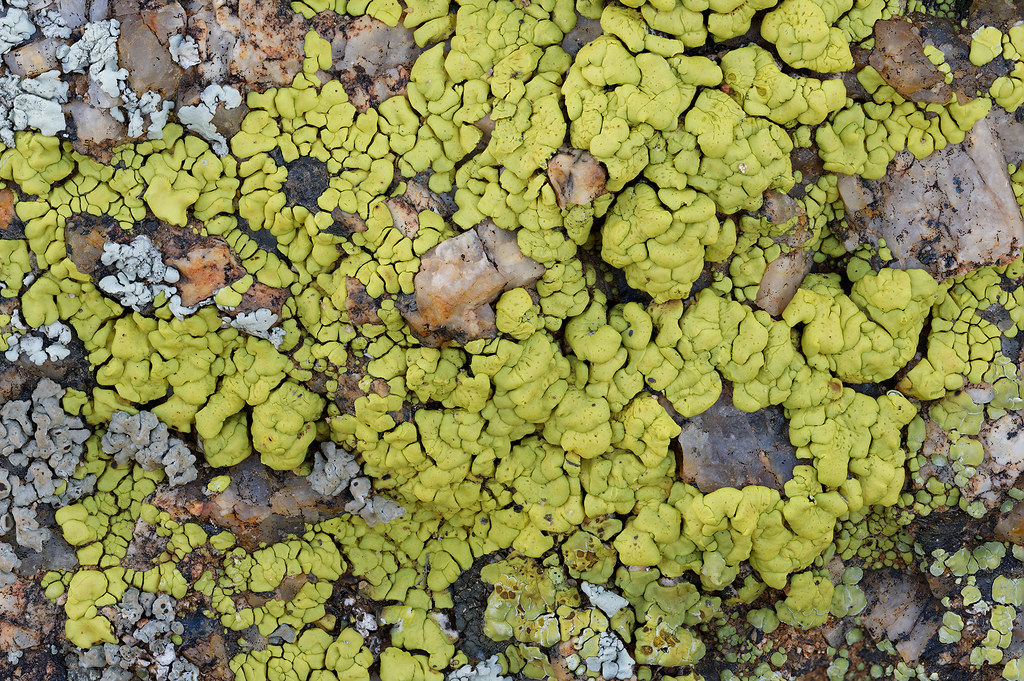 Green and gray lichen grow on a granite rock on the Vaquero Trail in McDowell Sonoran Preserve in Scottsdale, Arizona on January 9, 2022. Originals: _ZFC7597.NEF to _ZFC7630.NEF