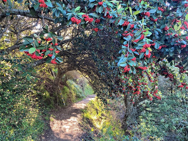 Under the canopy of red berries