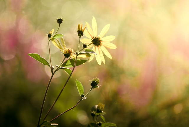 I miss flowers and pastel bokeh